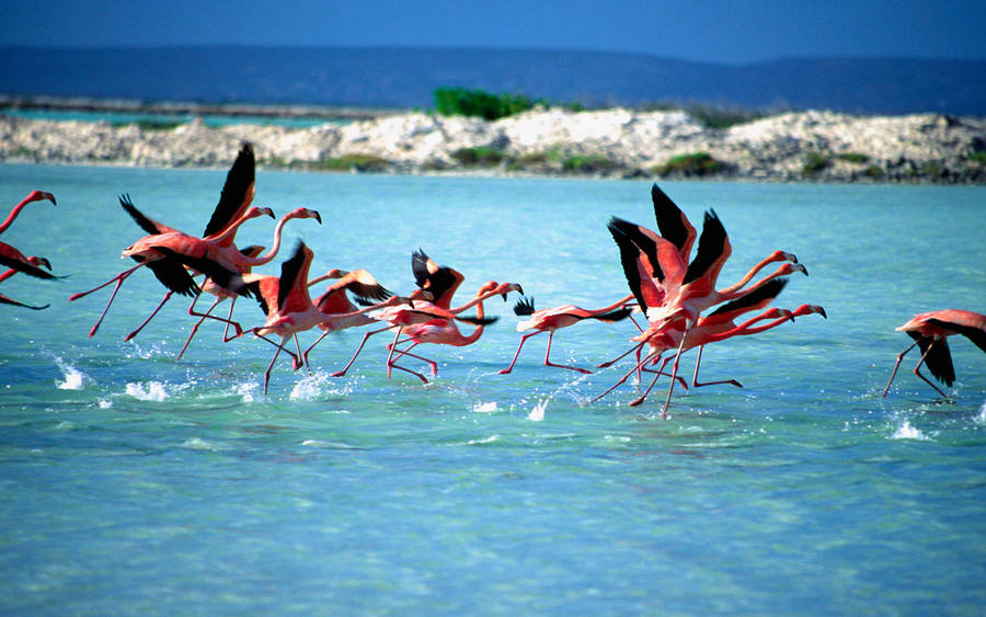 Flamingo Taustakuva