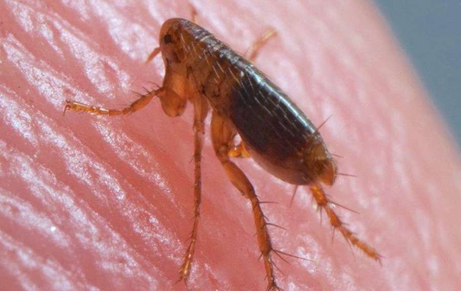 A flea on human skin under magnification — Flea Wallpaper