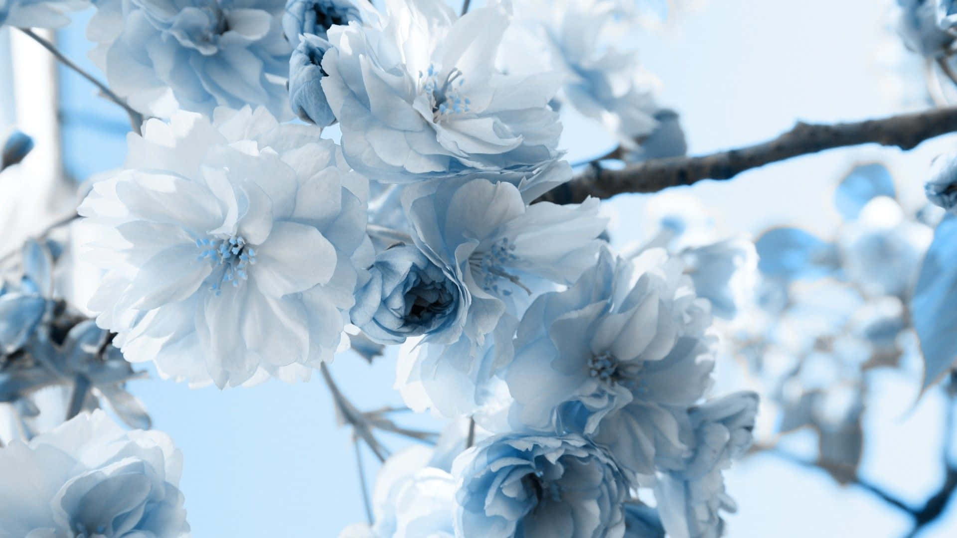 Fleur Bleue Bureau Fond d'écran