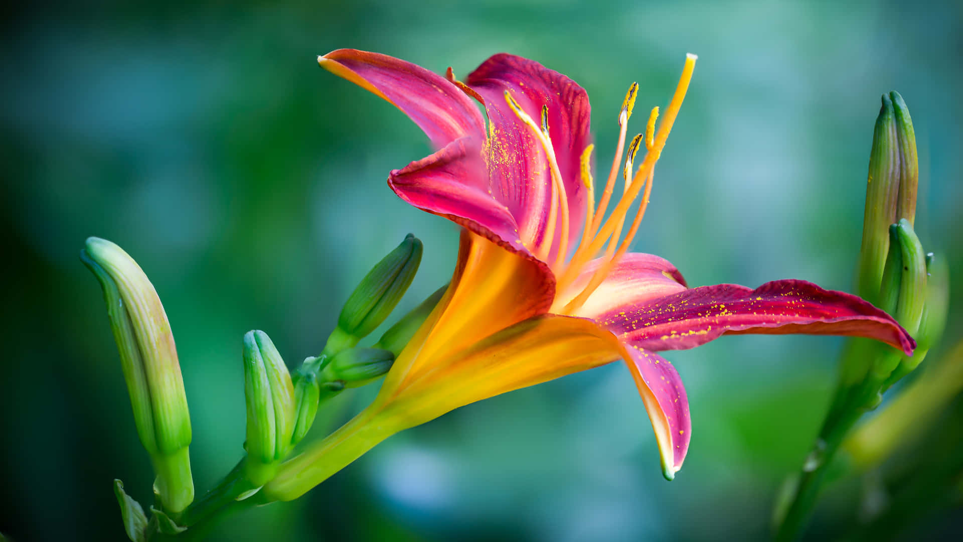 Fleur De Nature Fond d'écran