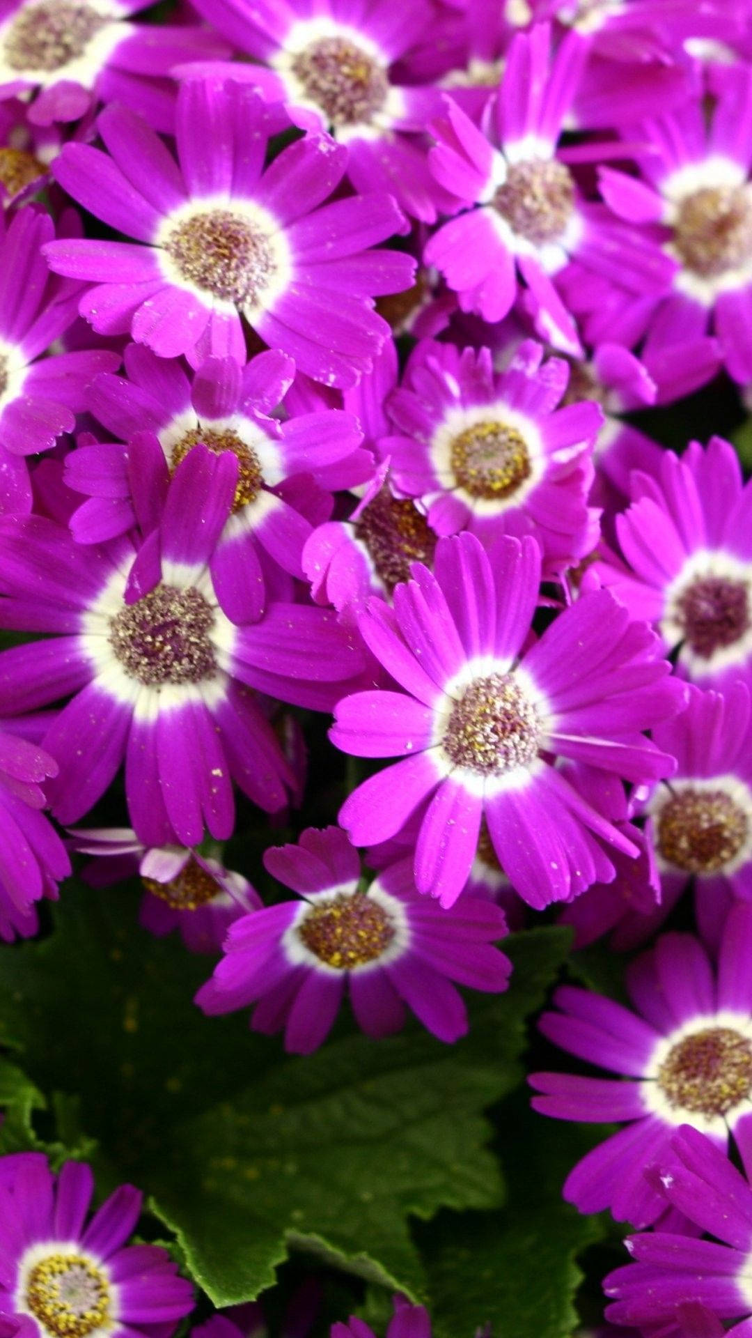 Fleurs De Printemps Fond d'écran