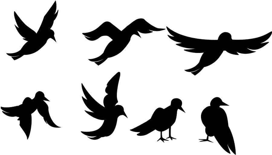 Flock Of Birds Png