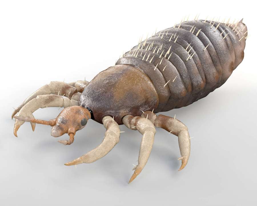 Nahaufnahme einer realistischen 3D-gerenderten Bettwanze mit stacheligen Beinen und segmentiertem Körper. — Floh Wallpaper