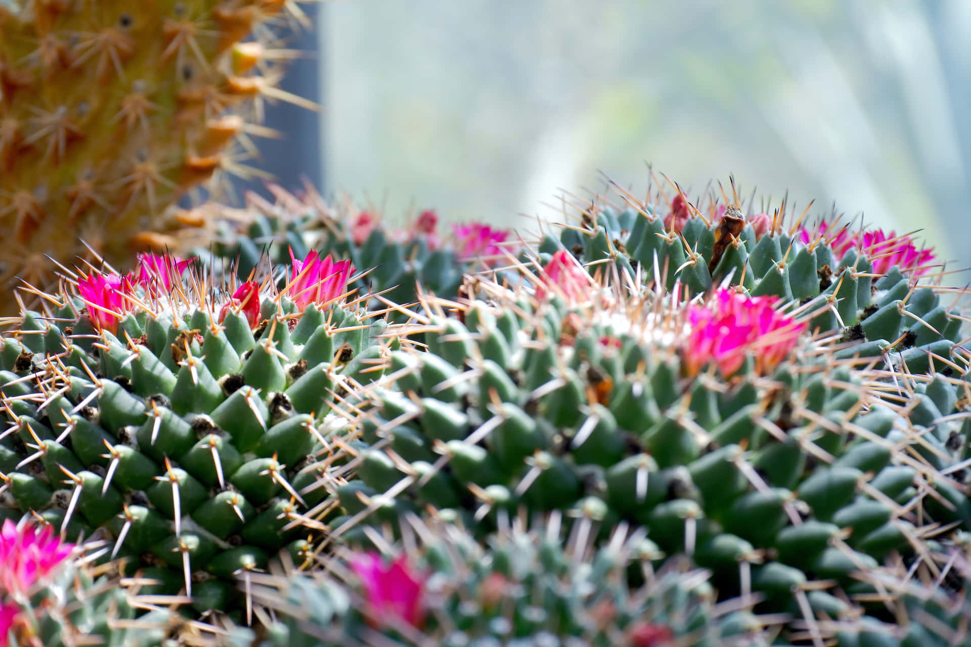 Flor De Cactus Fondo de pantalla