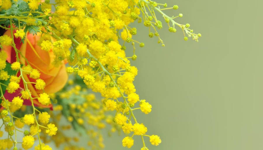 Flor De Mimosa Papel de Parede