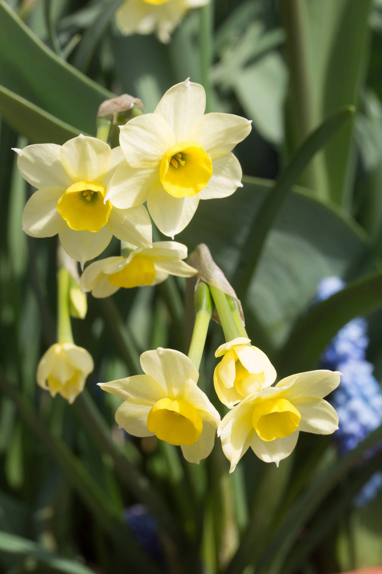 Flor De Narciso Papel de Parede