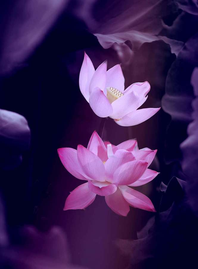 Dos flores de loto rosas flotando en el agua con hojas púrpuras en enfoque suave. — Flor natural Fondos de pantalla