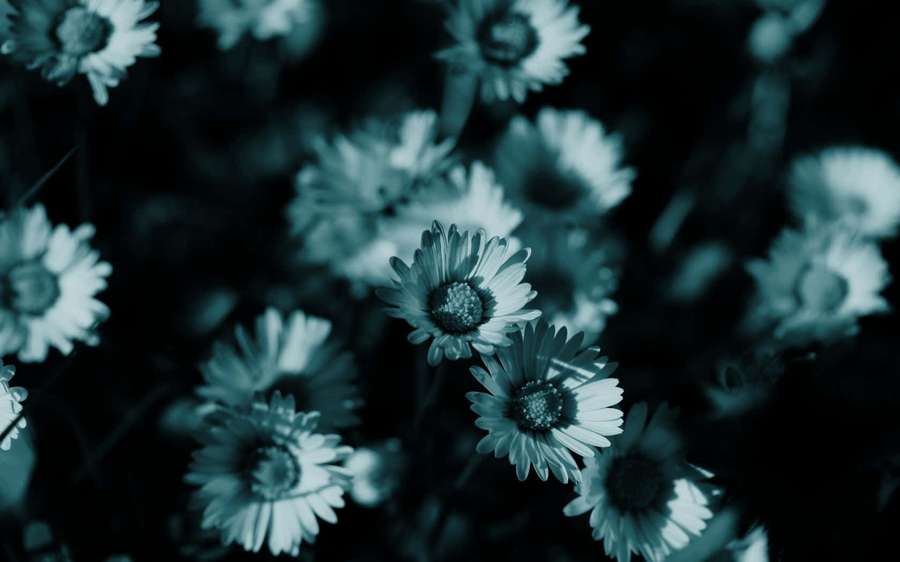 Margaritas verde azulado en foco suave contra fondo oscuro — Flor turquesa Fondos de pantalla