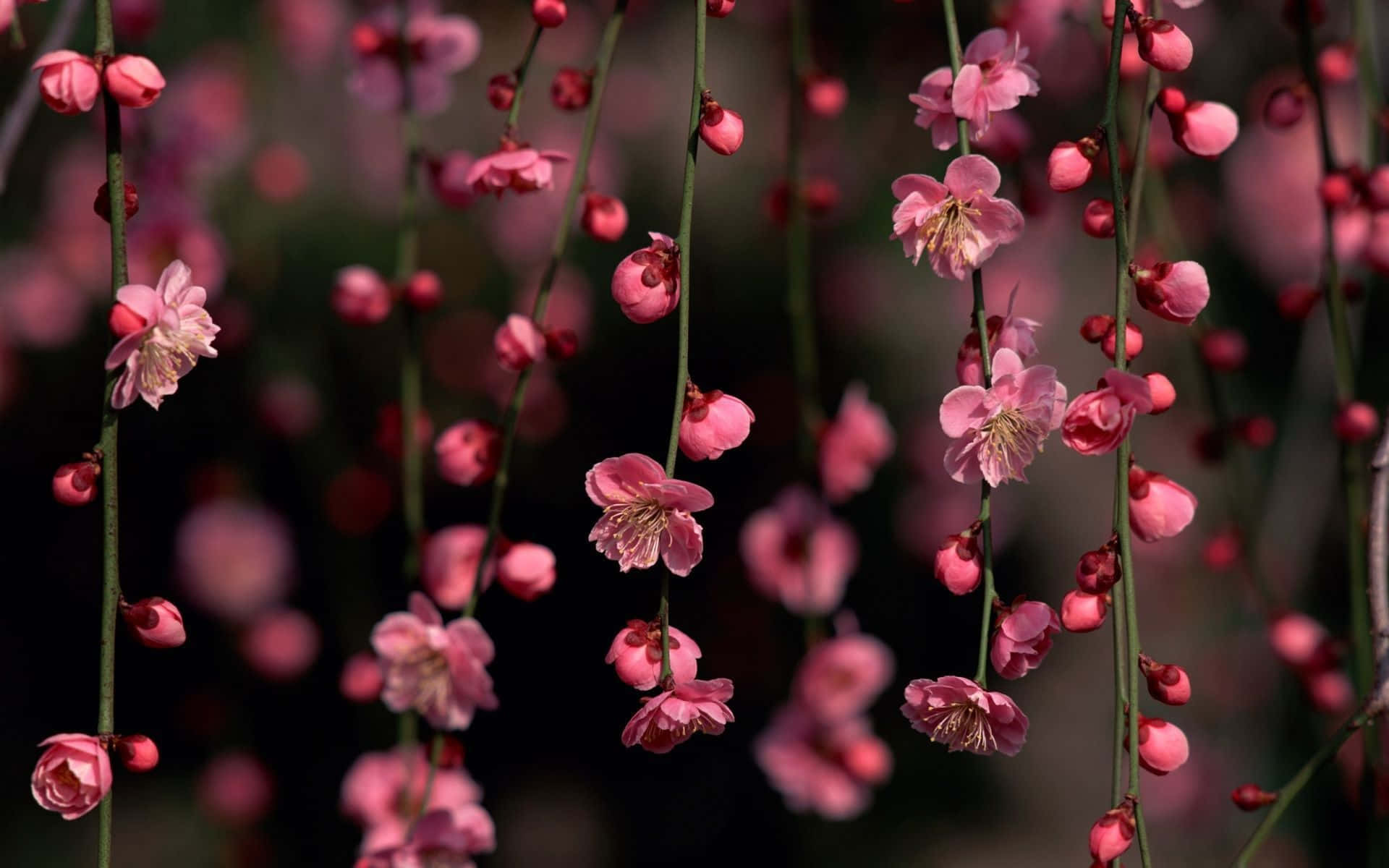 Floral Noir Et Rose Fond d'écran