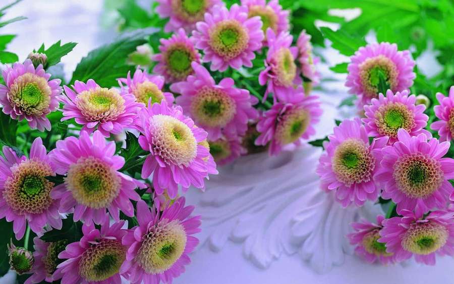 Pink chrysanthemums with green centers arranged in a white decorative vase. — Florist Wallpaper