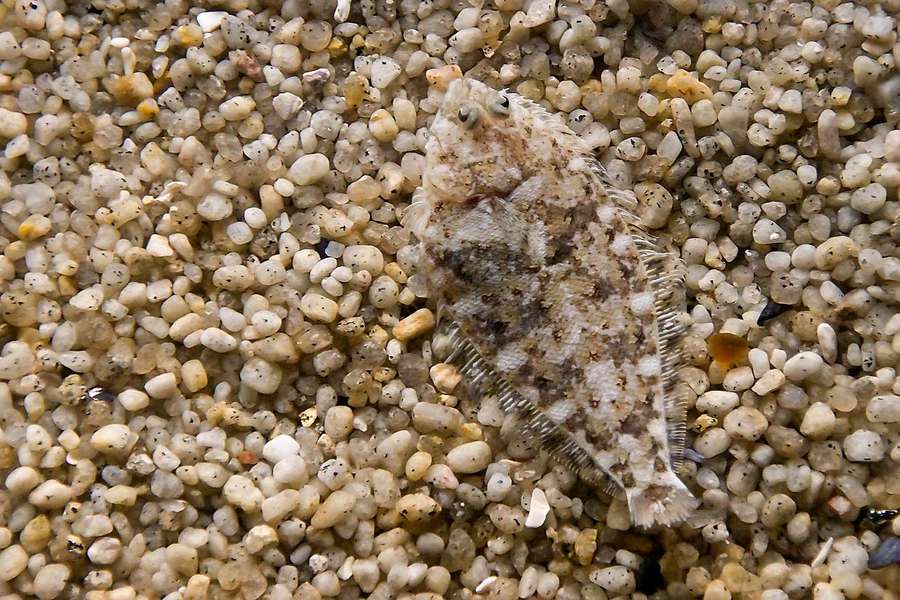 Flounder camouflaged among pebbles and sand on the ocean floor. — Flounder Wallpaper