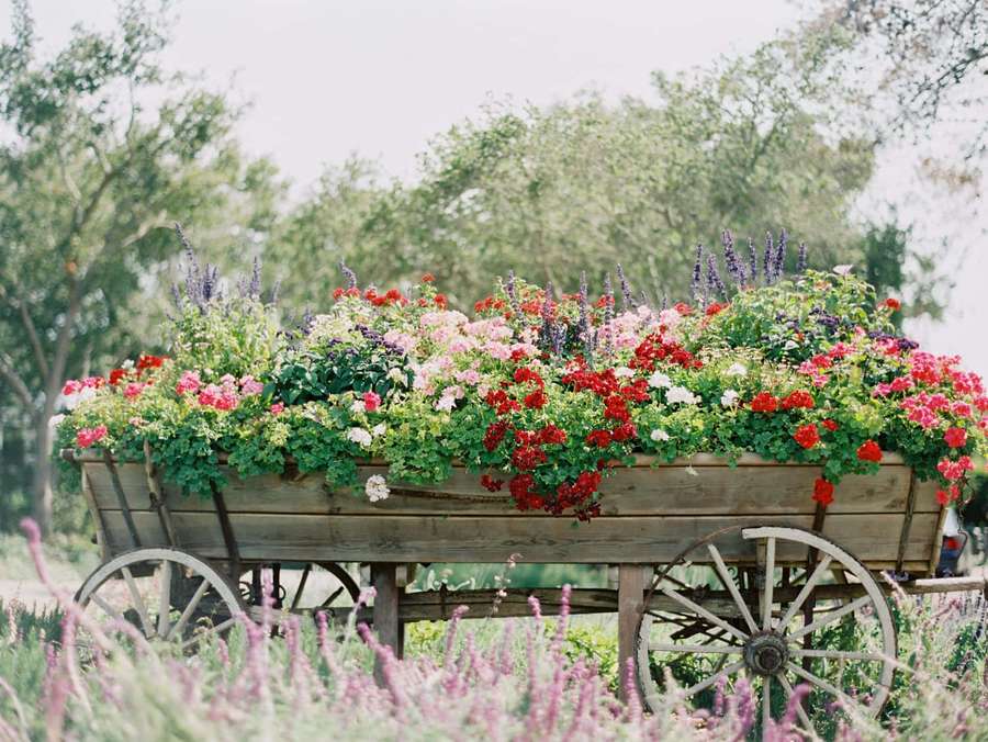 A wooden cart filled with colorful flowers in a garden with lavender and trees. — Flower Cart Wallpaper
