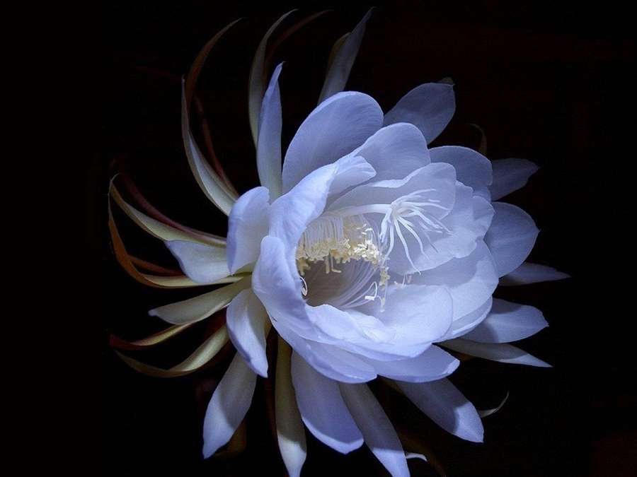 A white night-blooming flower with yellow center against black background — Flower Desktop Wallpaper