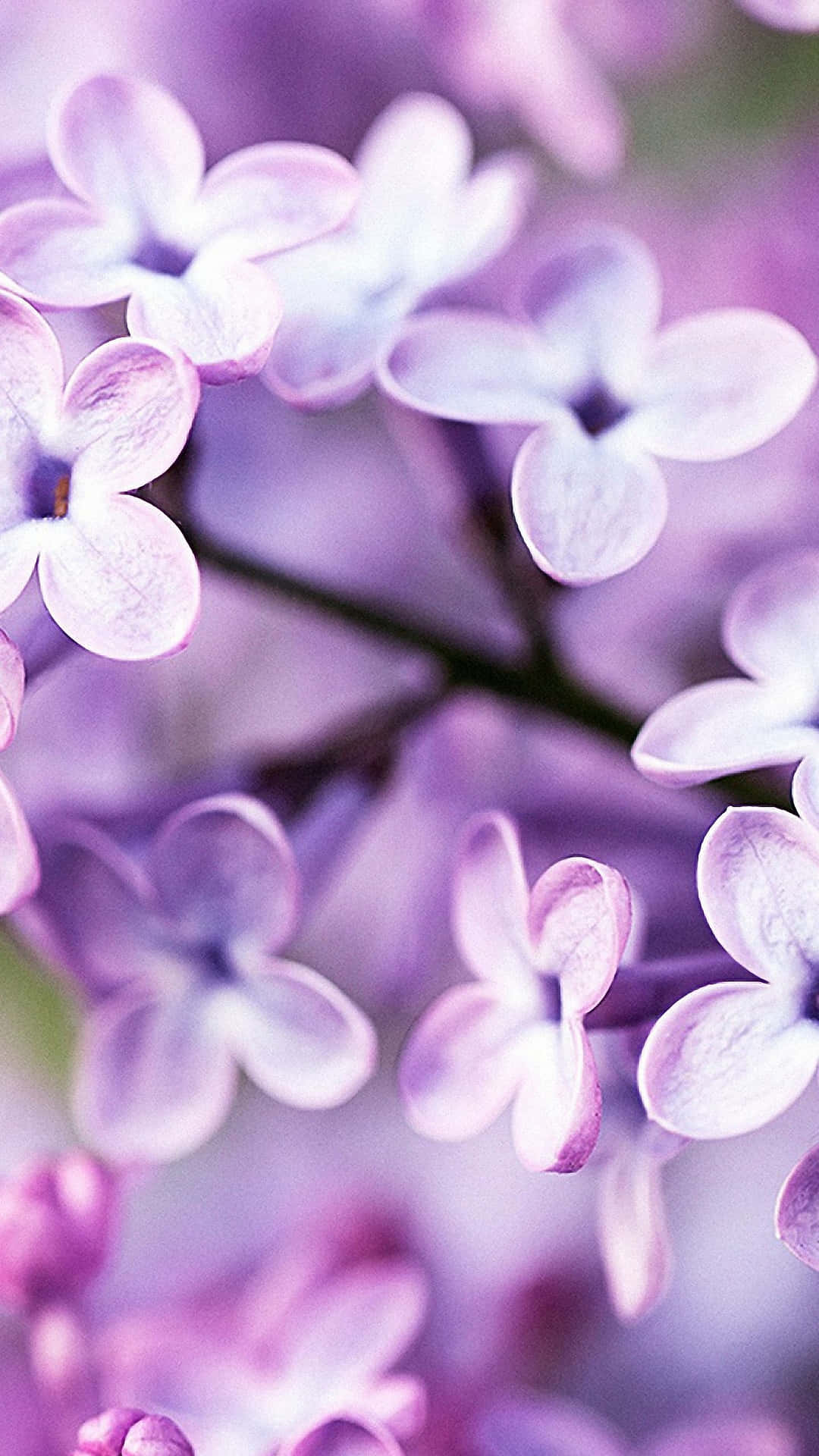 Purple Flowers iPhone Wallpapers Free Download