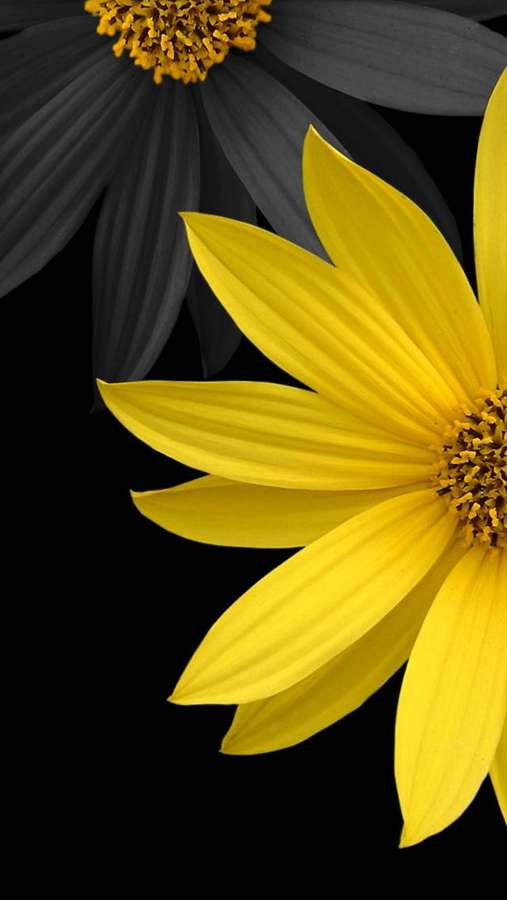 Rohkea keltainen päivänkakkara kukka mustalla taustalla ja yksivärinen päivänkakkara seuralainen. — Flower iPhone Taustakuvat