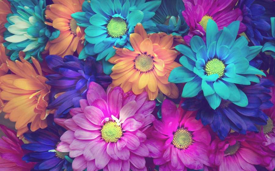 Un groupe dense de marguerites aux couleurs vives dans des nuances de bleu, rose et orange. — Flower Fonds d'écran