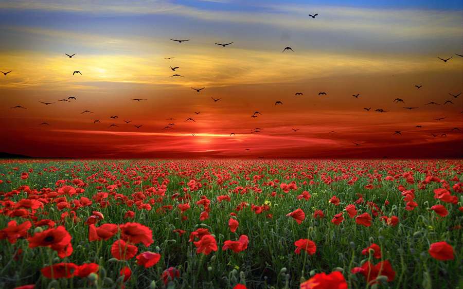 Red poppy field at sunset with birds flying overhead. — Flower Landscape Wallpaper