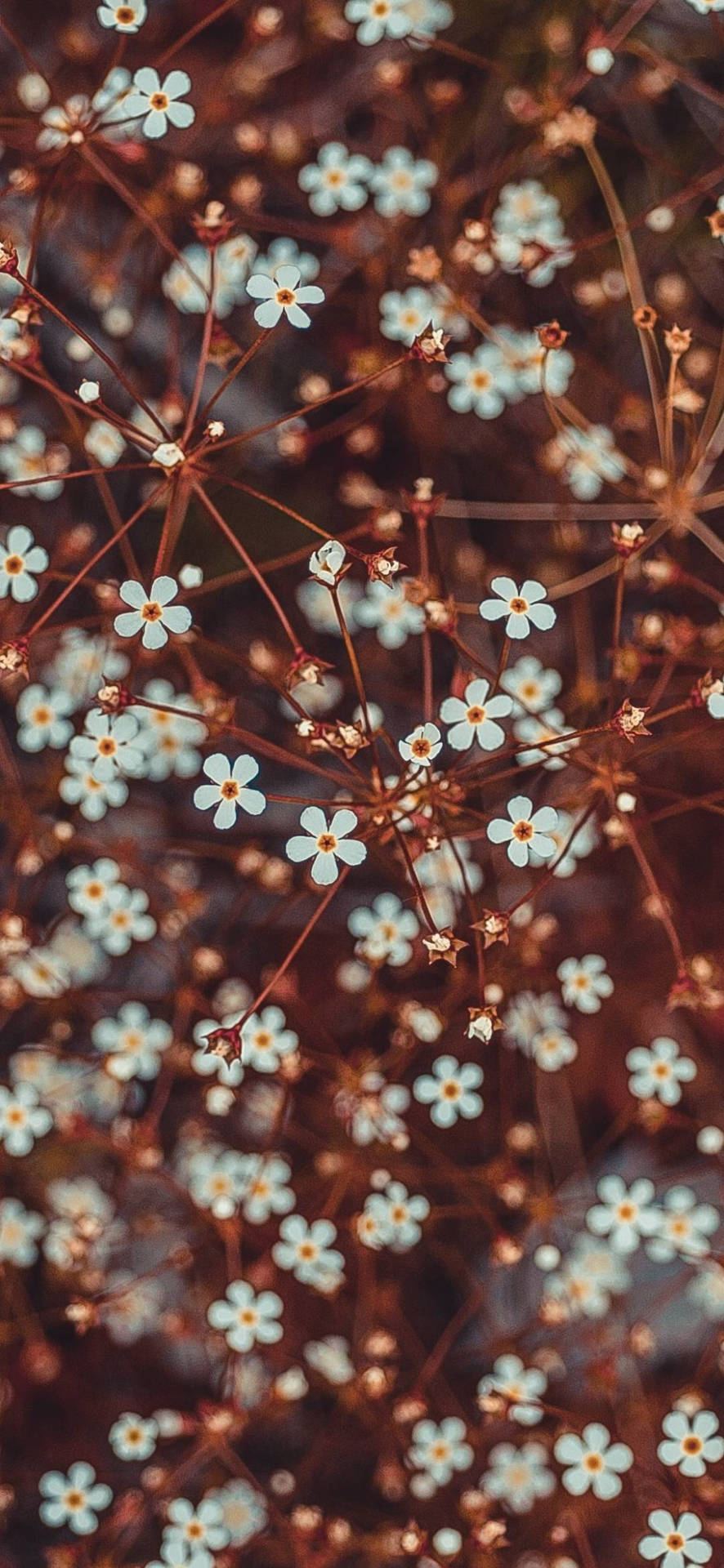 Flower Phone Hintergrundbilder