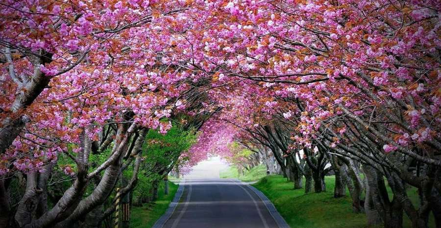En vei kantet med blomstrende kirsebærtrær som skaper en rosa blomstertunnel. — Flower Tree Bakgrunner