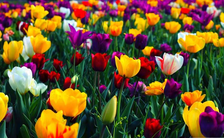 Field of colorful tulips in bloom with green stems under bright daylight. — Flowers Laptop Wallpaper