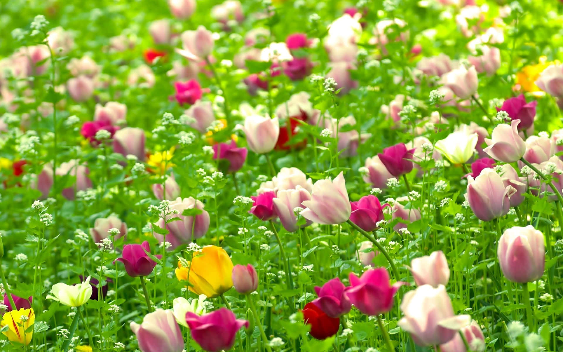 Flowers Nature Background Wallpaper