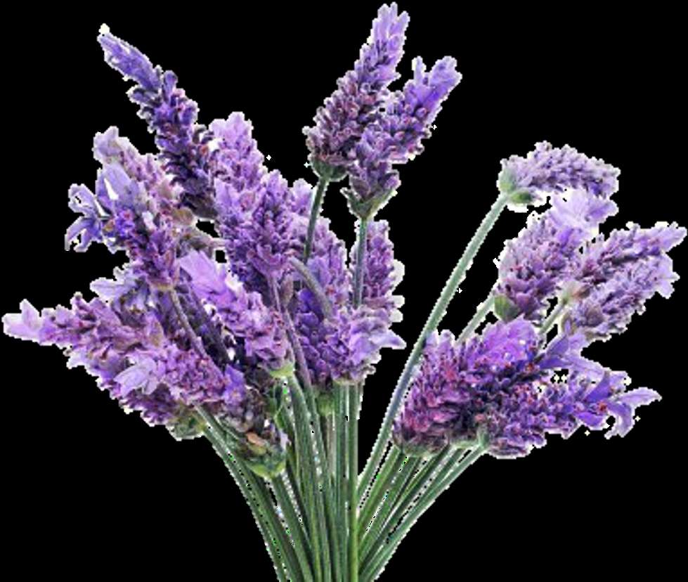 Bouquet of fresh lavender flowers with green stems. — Flowers PNG