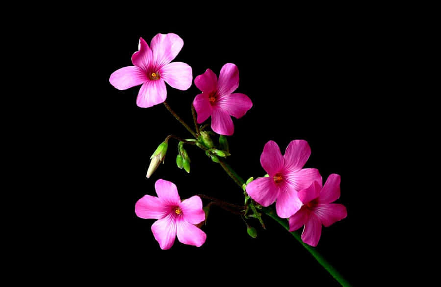 Flowers With Black Wallpaper