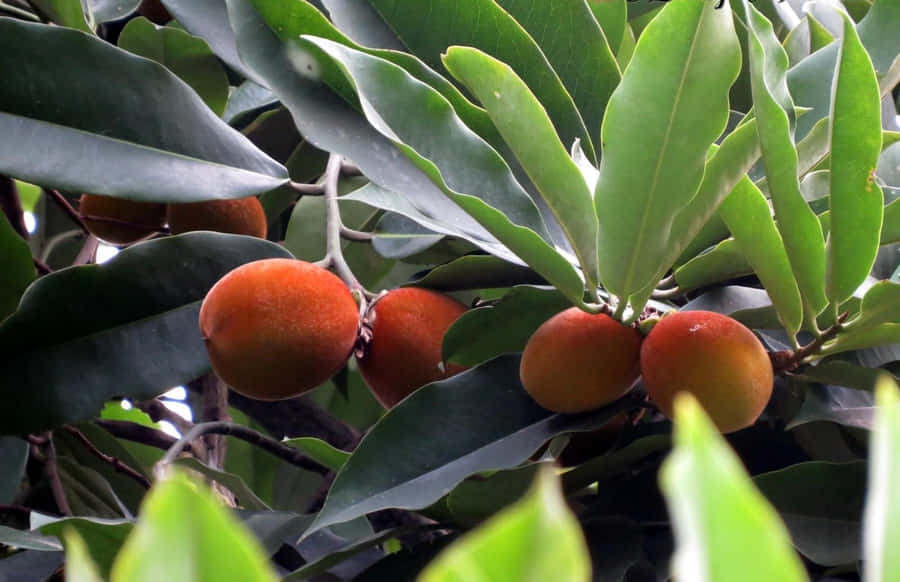 Fløyelsäpple Bakgrunnsbildet