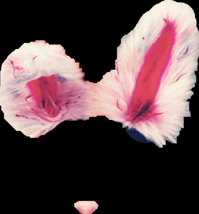 Fluffy pink and white bunny ears with magenta inner lining. — Fluffy PNG