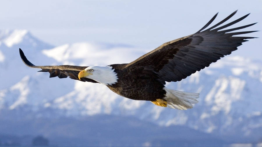 Flying Eagle Bilder