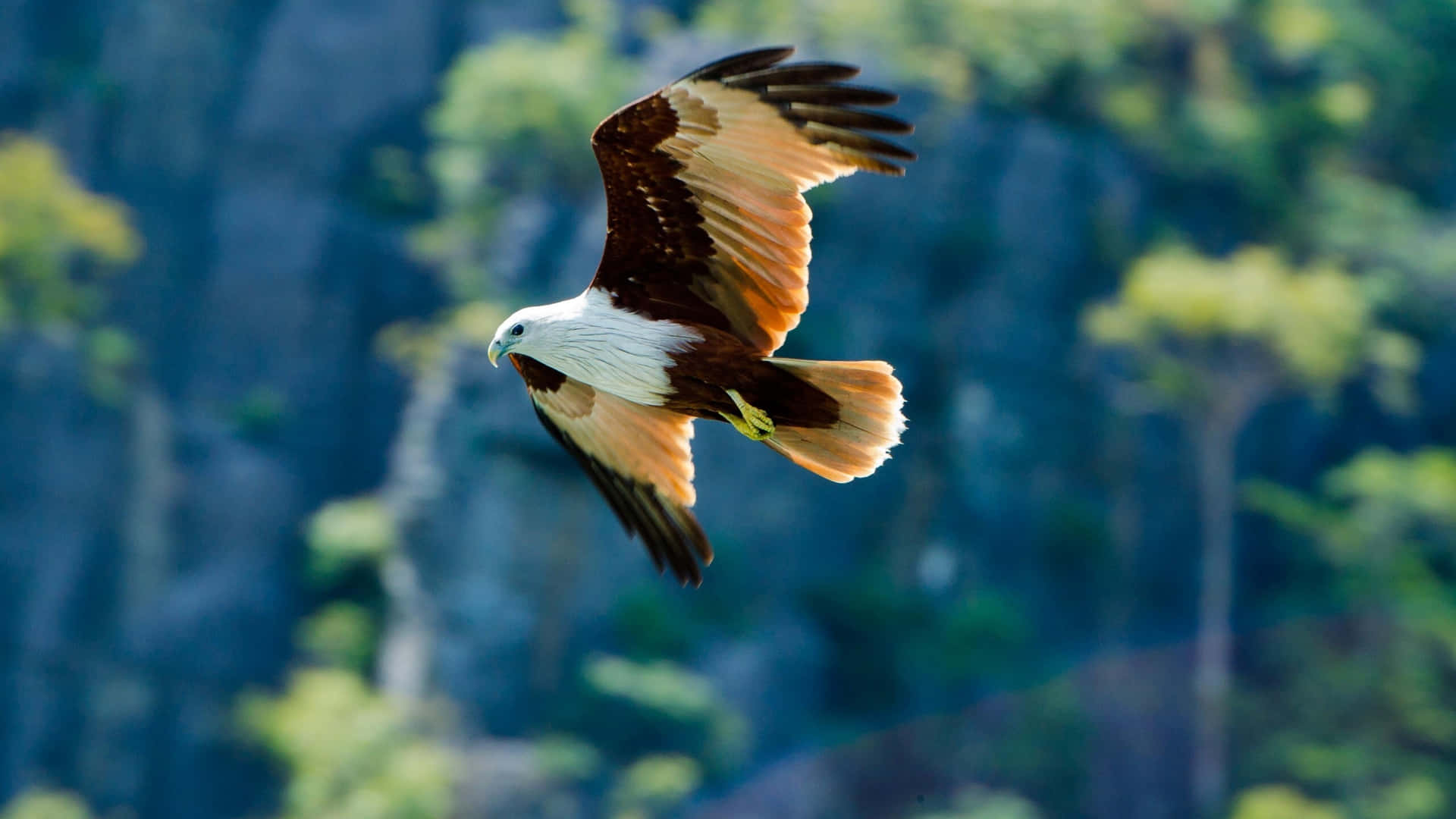 philippine eagle flying hd