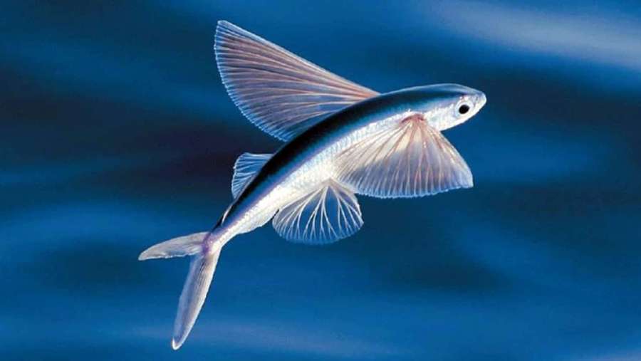 Flygefisk svever over havoverflaten med spredte finner — Flying Fish Bakgrunner