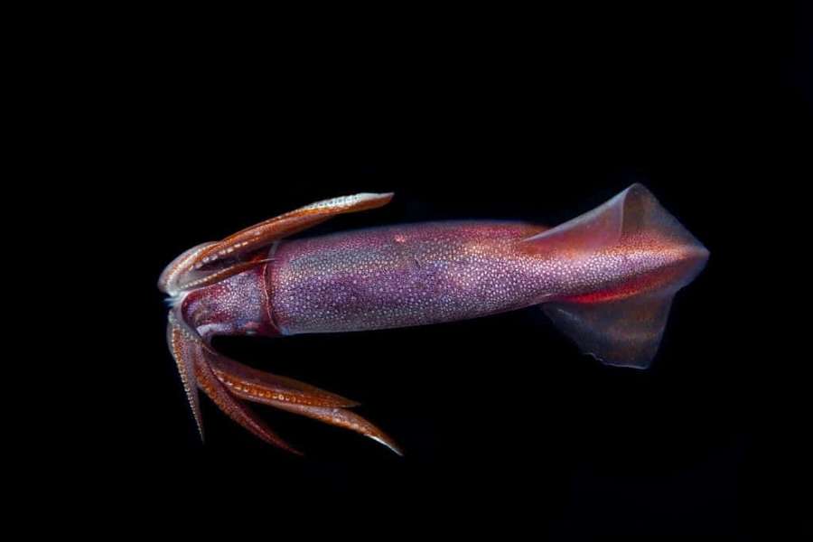 A vividly colored squid floating in dark water with detailed skin texture. — Flying Squid Wallpaper