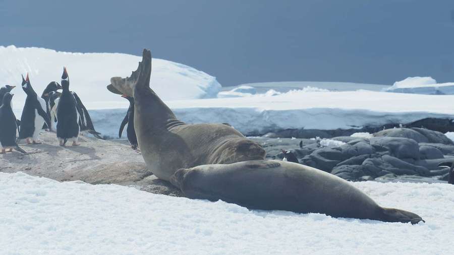 Foca y pingüinos en rocas antárticas nevadas con icebergs al fondo. — Foca de crabeater Fondos de pantalla