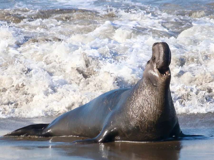 Un elefante marino descansando en una playa con olas espumosas del océano detrás. — Foca Elefante Fondos de pantalla