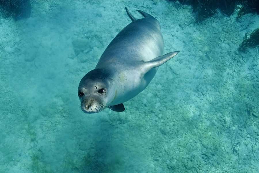Una foca nadando bajo el agua cerca del fondo oceánico con algas. — Foca Monje Fondos de pantalla