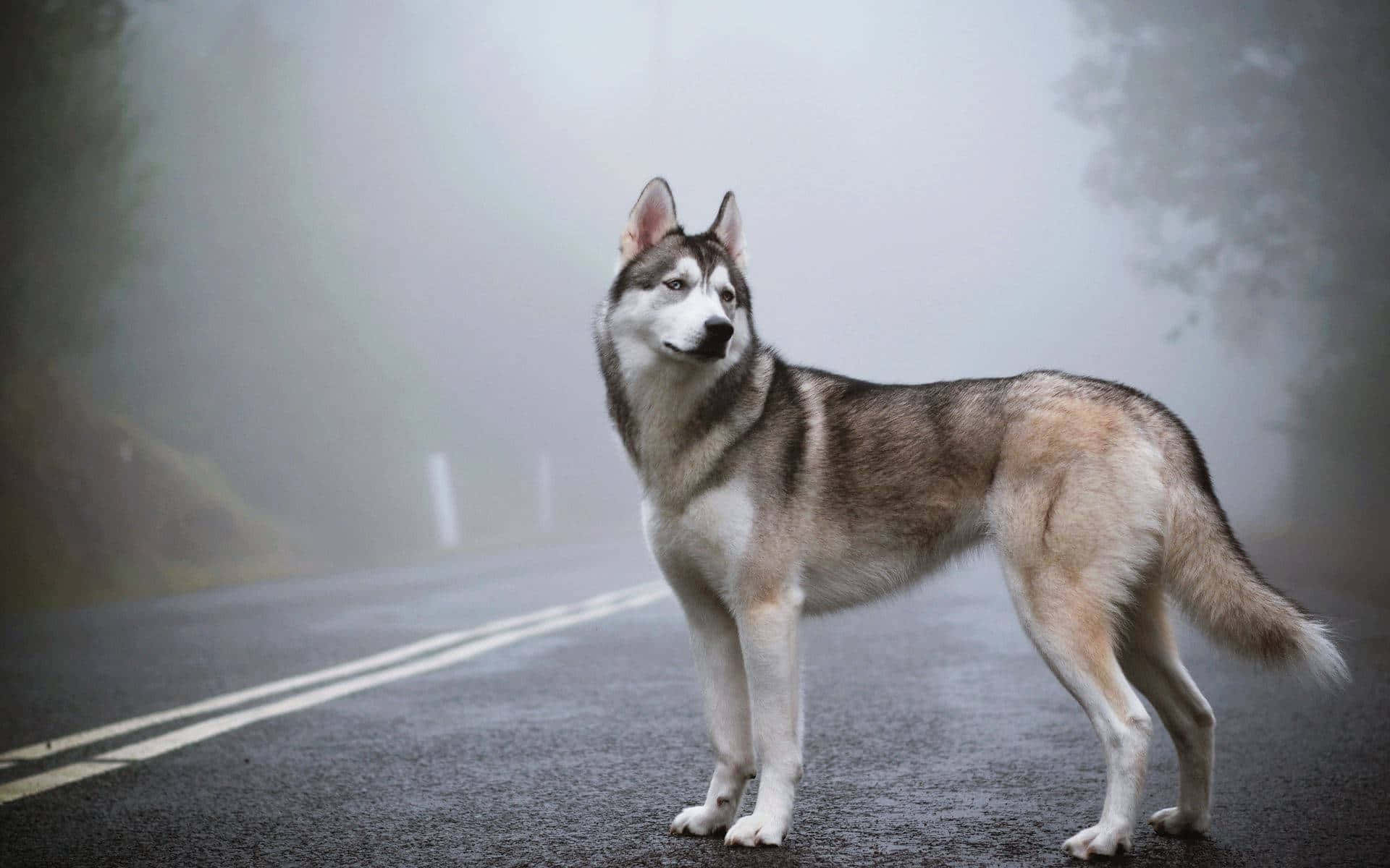 Fofo Cruzamento De Animais Papel de Parede