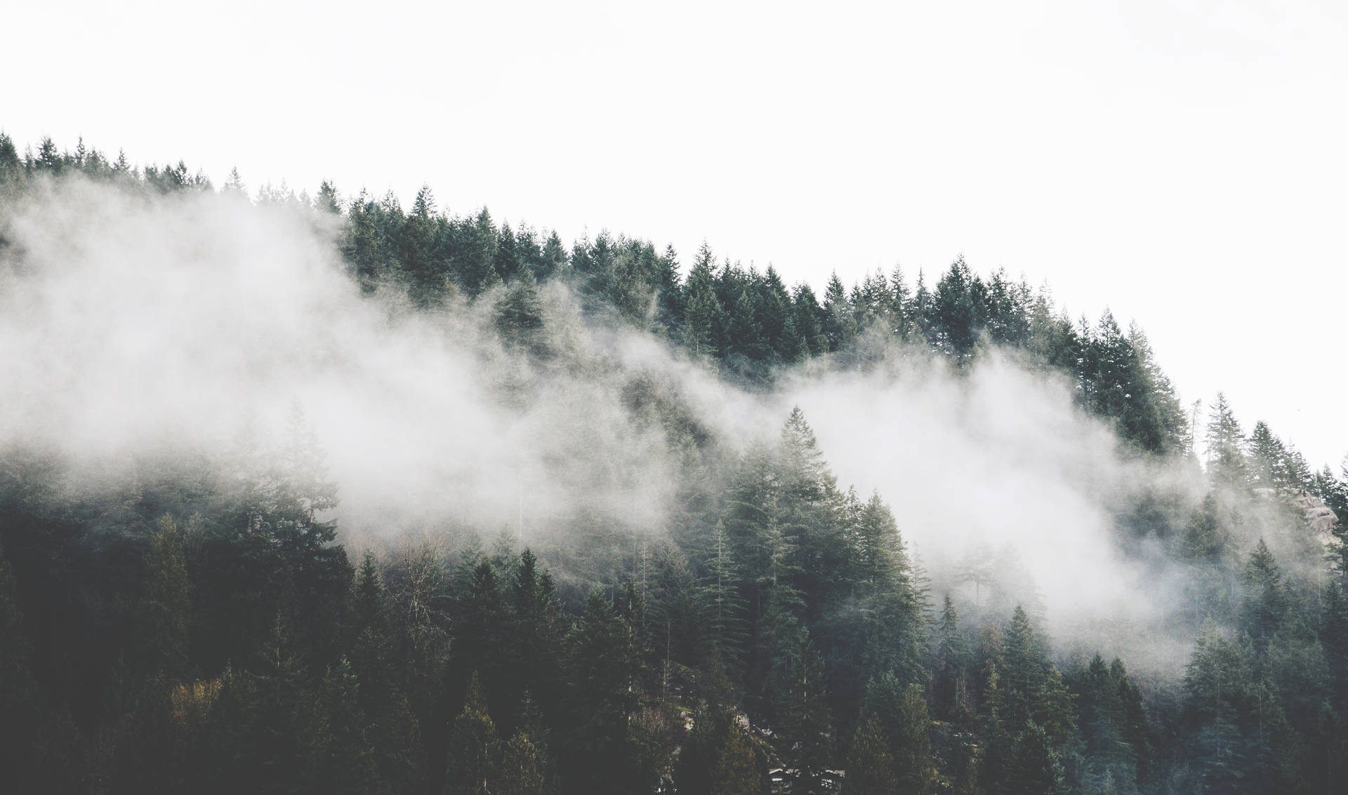 Foggy Pine Forest  Print A Wallpaper