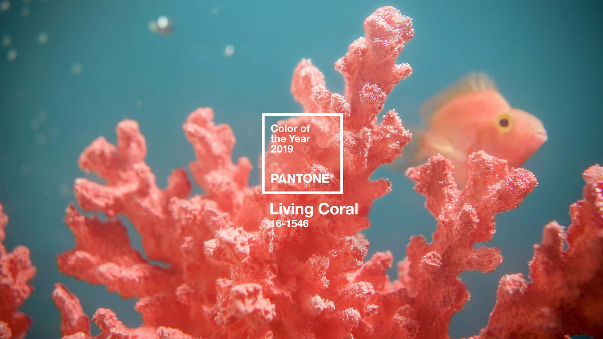 Fondods De Coral