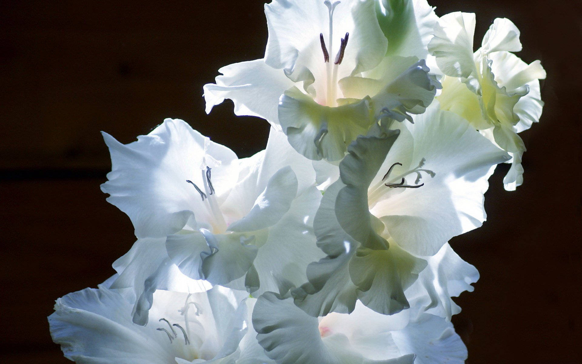 Fondods De Gladiolus