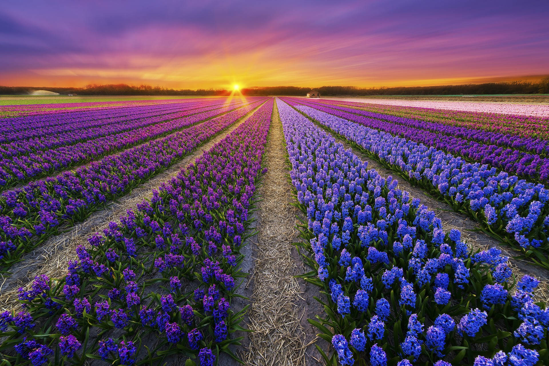 Fondods De Hyacinth