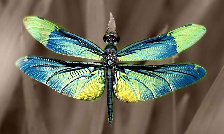 Una libélula con alas azules y verdes vibrantes en vuelo. — Fondods de libélula Fondos de pantalla
