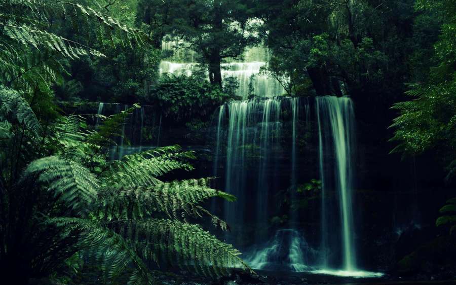 A waterfall flows through a dense green forest with ferns in the foreground. — Forest Green Background