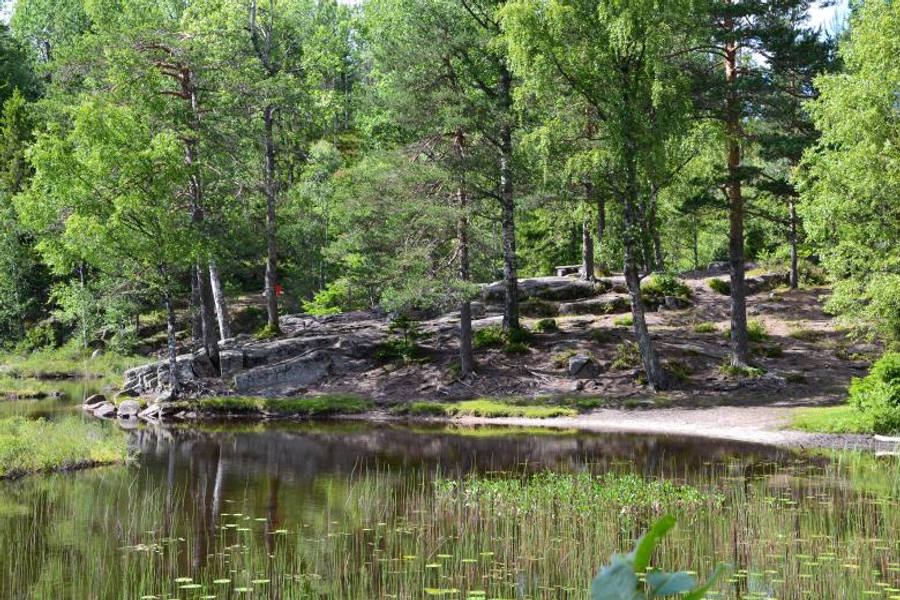 Foresta Nordica Sfondo