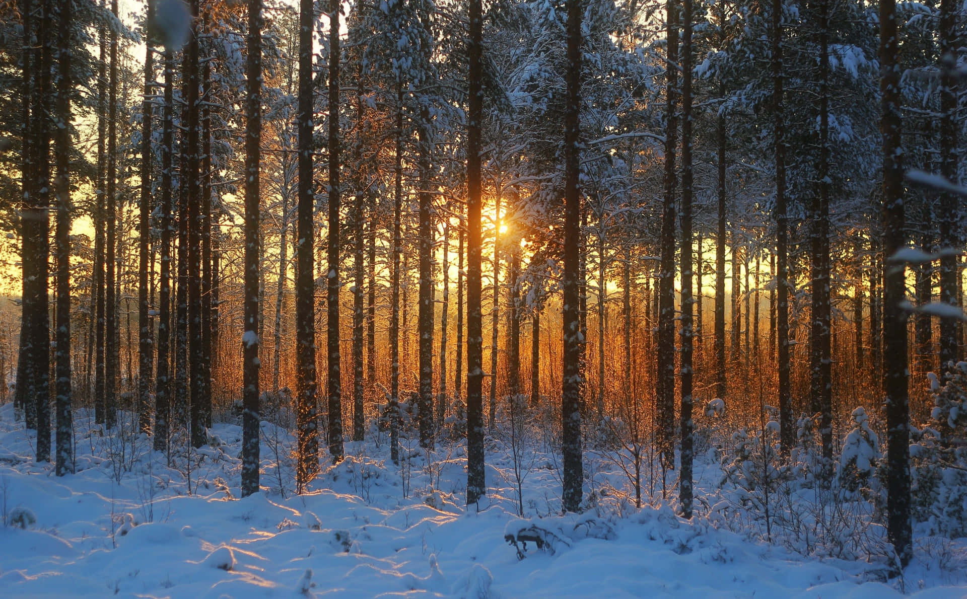 Forêt D'hiver Fond d'écran