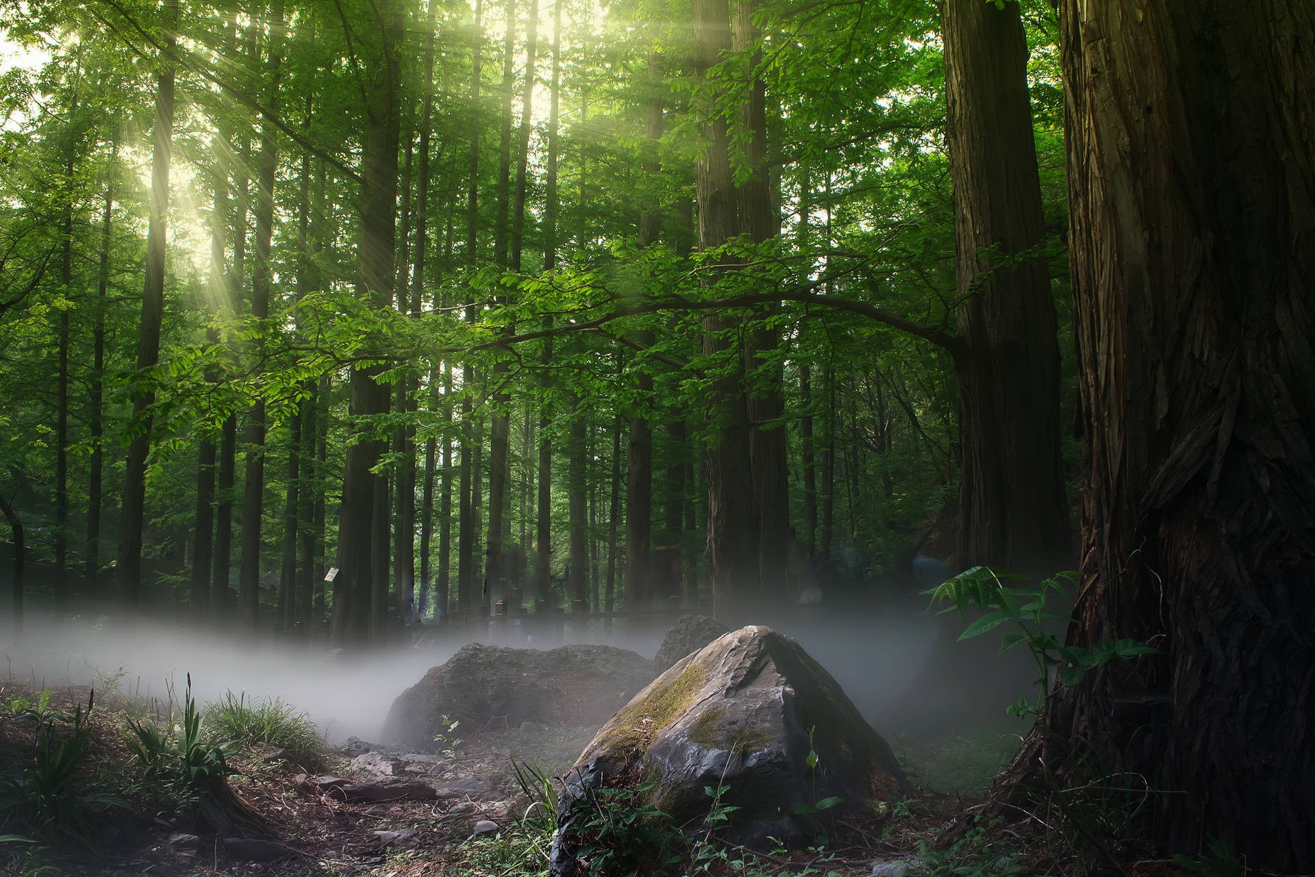 Forêt Mystique Fond d'écran