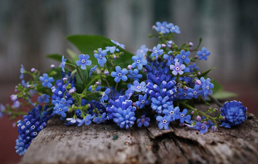 Forget Me Not Flower Background Photos