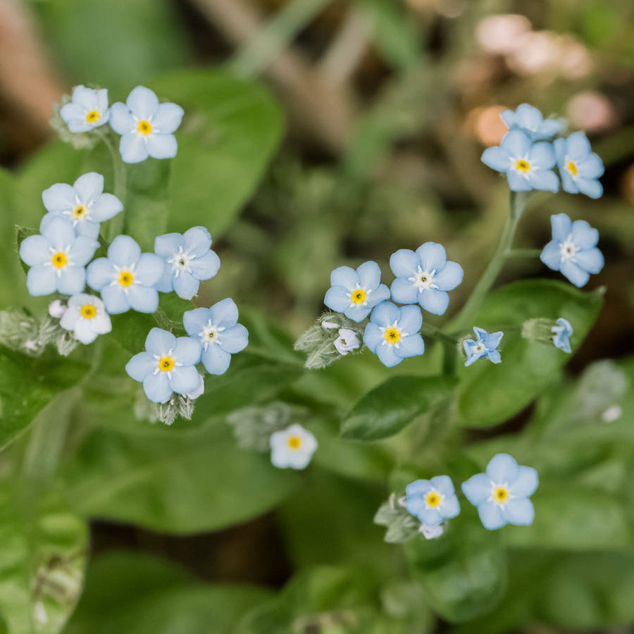 Forget Me Not Flower Background