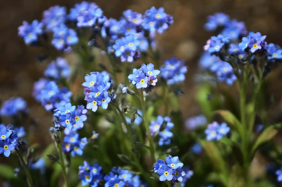 Forget Me Not Flower Pictures Wallpaper