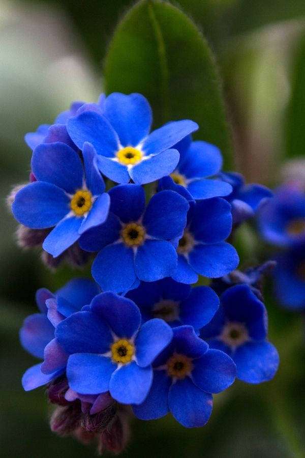 Cluster of blue forget-me-not flowers with yellow centers in soft focus. — Forget Wallpaper